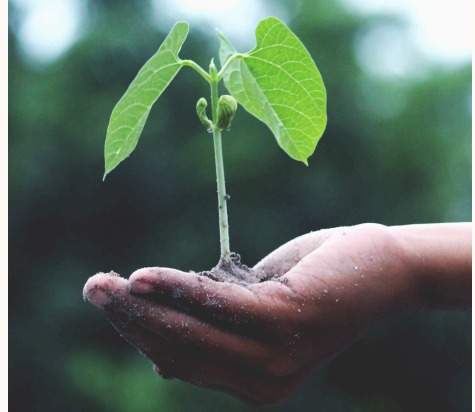 Tree plantation drive